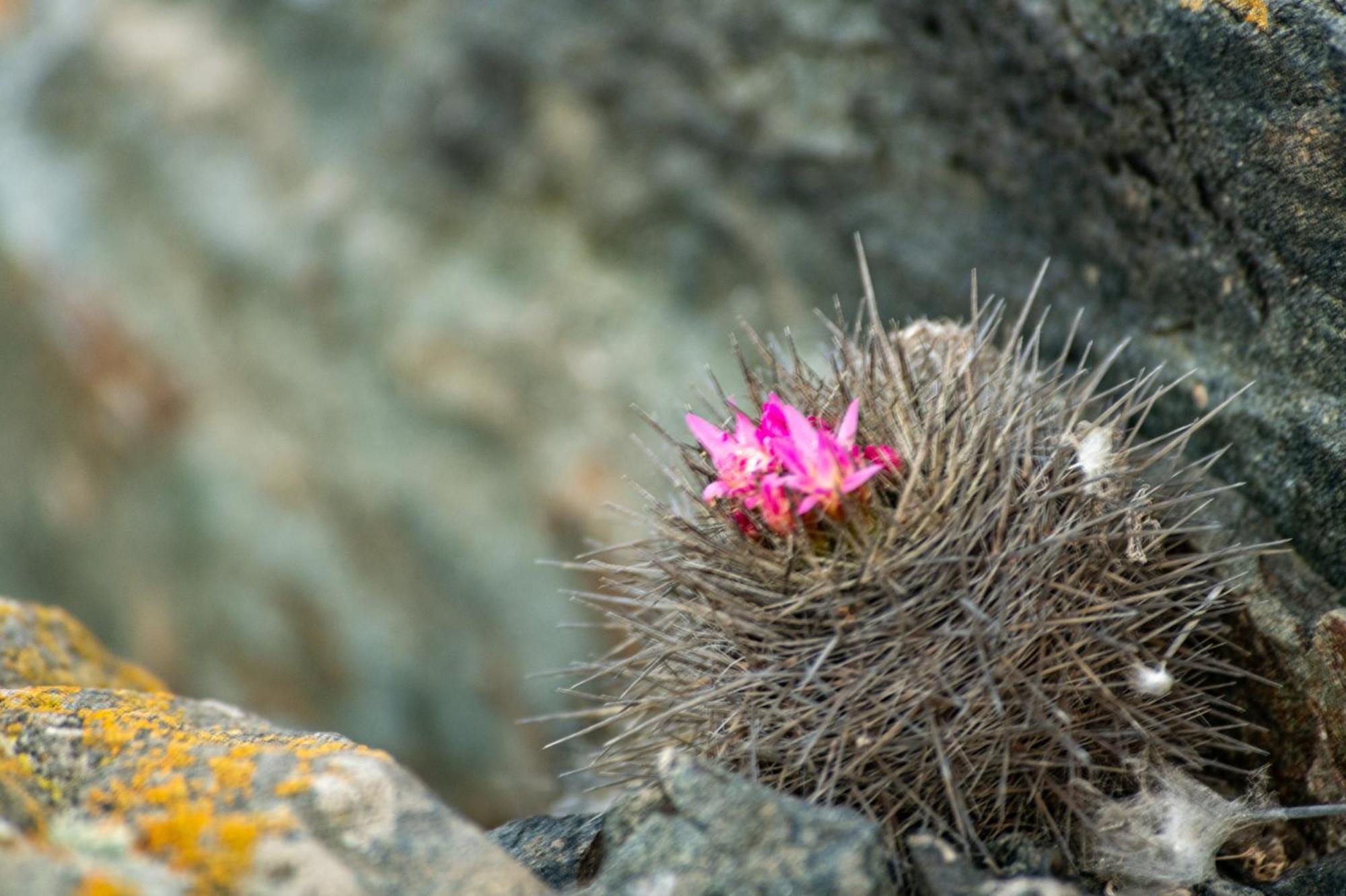 Entre Dunas Y Caracolas Punta Choros Zewnętrze zdjęcie